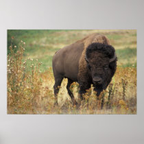 Bison Print