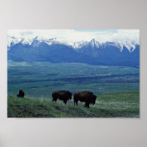 Bison Posters