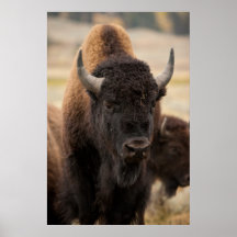Bison Poster