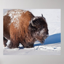 Bison Poster