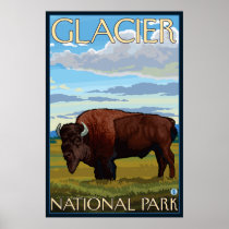 Bison Scene - Glacier National Park, MT