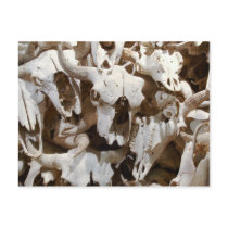Bison skulls post card