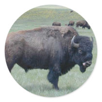 Bison Stickers