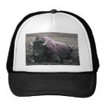 Bison Trucker Hats