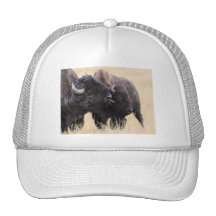 bison trucker hats