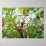 Bittercress (Cardamine hirsuta) Flower and Leaves Posters