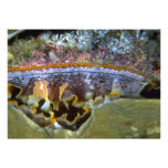 Bivalve from Papua, New Guinea Personalized Invites
