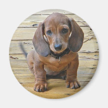BK- Dachsund Puppy Magnet