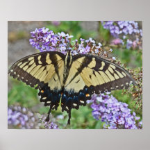 BL- Yellow Butterfly Poster