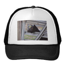 Black alpine goat doe waiting at metal gate trucker hat