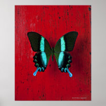 Black and blue butterfly on red wall print