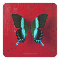 Black and blue butterfly on red wall sticker