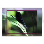 Black and Blue Damselfly Card