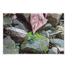 Black and Green Dart Frog Photo