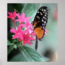 Black and Orange Butterfly Posters