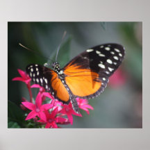 Black and Orange Spotted Butterfly 2 Print