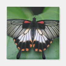 Black and Pink Swallowtail Butterfly Magnet