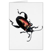 Black and Red Beetle bug
