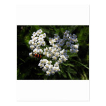 Black and Red Bug on White Flower Postcard