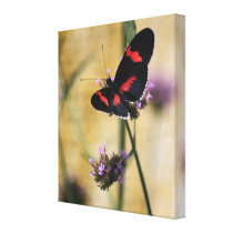 Black and Red Butterfly Wrapped Canvas Print