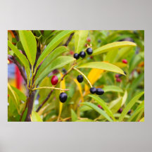 Black and red fruits posters