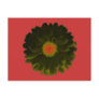 Black and Red Marigold Postcard