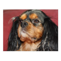 Black And Tan Cavalier King Charles Spaniel Post Cards