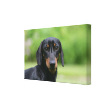 Black and Tan Miniture Dachshund 1 Stretched Canvas Print