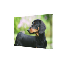 Black and Tan Miniture Dachshund 2 Stretched Canvas Print