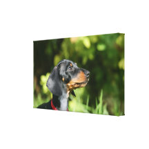 Black and Tan Miniture Dachshund 3 Canvas Print