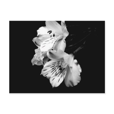 Black and White Alstroemeria Lily Postcard by indolilly