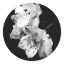 Black and White Alstroemeria Lily Sticker