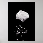 Black and White Beautiful Rose Close-up Print