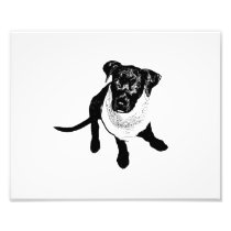 Black and White Black Lab Puppy image Photograph