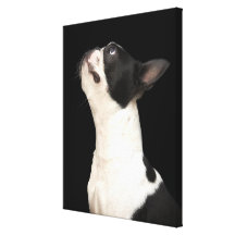 Black and white Boston Terrier looking up Canvas Print