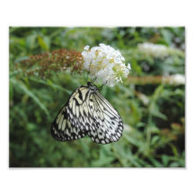 Black and White Butterfly on Flower Photo Art