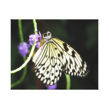 Black and White Butterfly Wrapped Canvas Art Gallery Wrapped Canvas