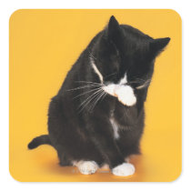Black and White Cat cleaning face with paw Sticker