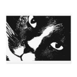 Black and white cat face close up postcard