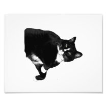 Black and White Cat Looking Up Cutout Photo Art