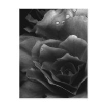 Black and White Close Up of a Double Begonia Post Card