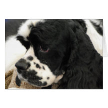 Black and White Cocker Spaniel Greeting Card