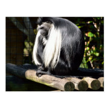 Black and White Colobus Monkey Postcard
