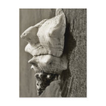 Black and White Conch Shell Postcards
