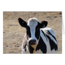 Black and white cow card