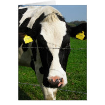 black and white cow cards