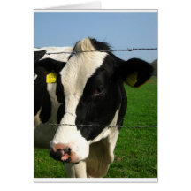 black and white cow close up card
