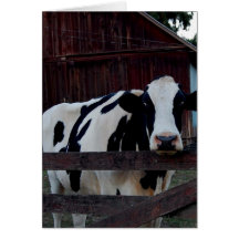 Black and White Cow Greeting Cards