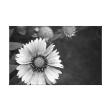 Black and White Daisy Gallery Wrapped Canvas
