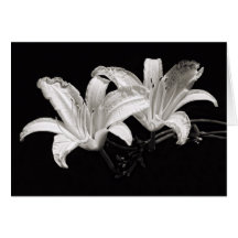 Black and White Daylily Greeting Card